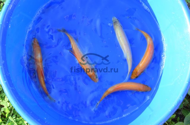 Рыжий язь (Орфа)